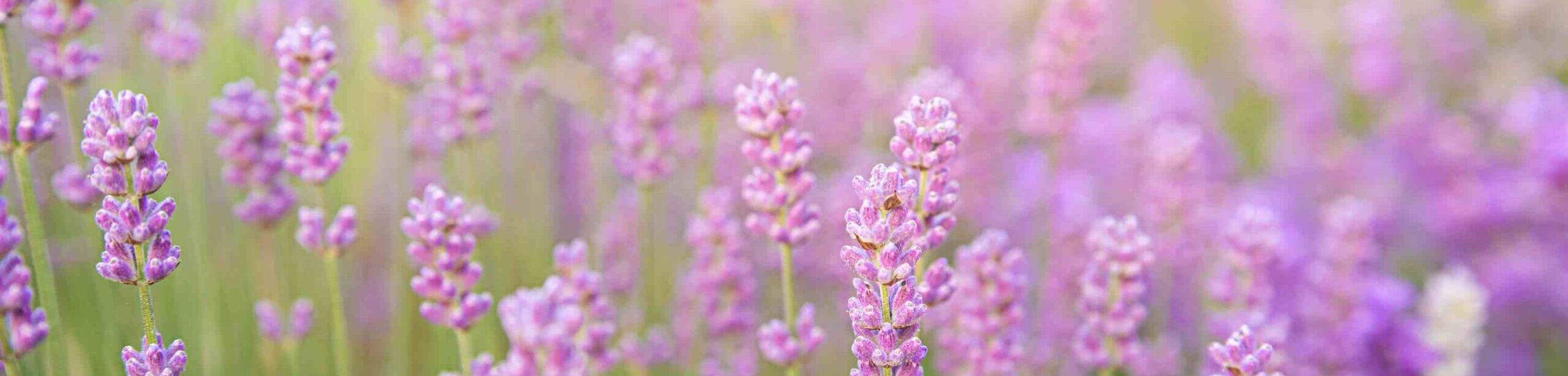 Ein Lavendelfeld in voller Blüte bei weichem Licht – zarte, violette Blüten stehen für Harmonie, Heilung und natürliche Balance.