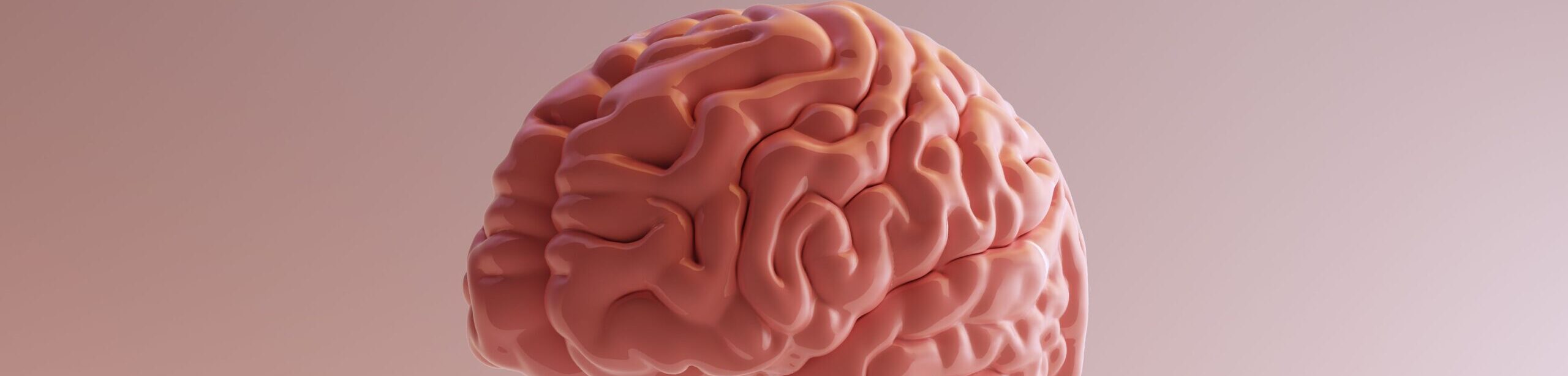3D-Darstellung eines menschlichen Gehirns vor neutralem Hintergrund – Fokus auf neuronale und energetische Prozesse.
