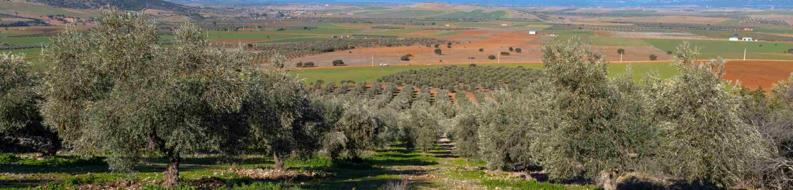 Olivenbäume auf einem mediterranen Feld – Sinnbild für gesunde Ernährung und Herzgesundheit