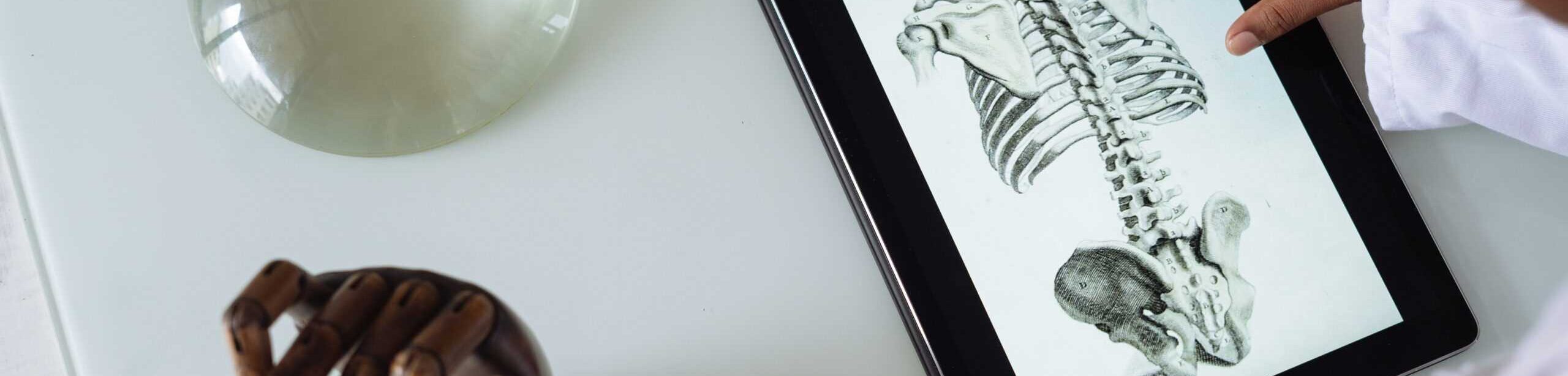 Strukturelle Integration: Person betrachtet auf einem Tablet eine anatomische Darstellung des menschlichen Skeletts; daneben liegen ein Modell des Herzens und eine Holzhand auf dem Tisch.