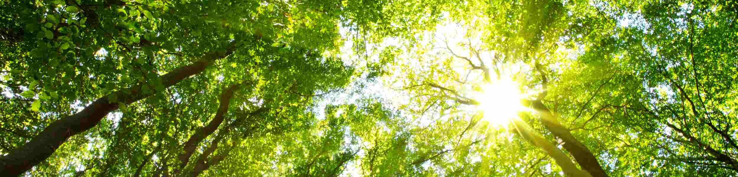 Sonnenlicht scheint durch grüne Baumkronen – Symbol für natürliche Vitamin-D-Quelle