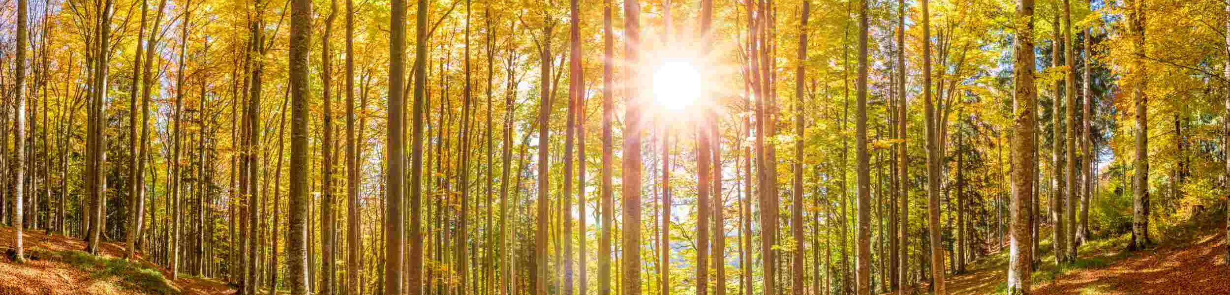 Sonnenlicht durchflutet einen herbstlichen Laubwald voller goldgelber Bäume