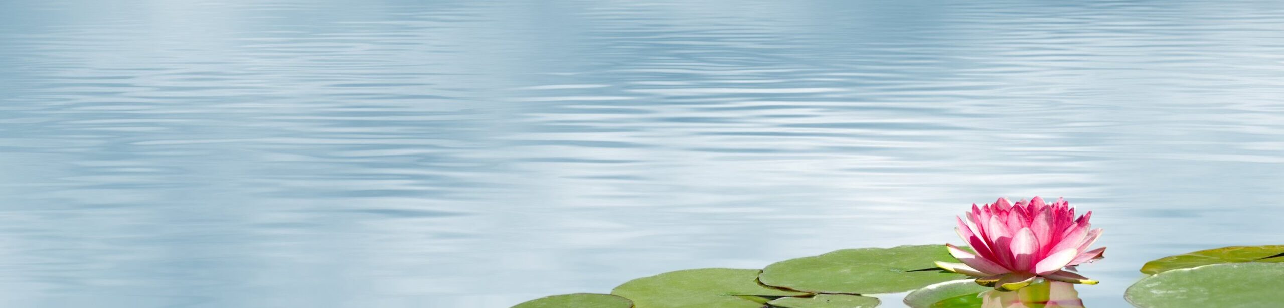 Ruhige Wasseroberfläche mit einer pinkfarbenen Seerose auf einem Seerosenblatt im Vordergrund