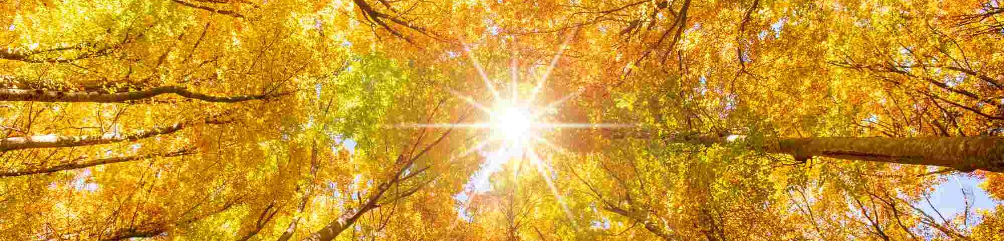 Herbstlicher Wald mit goldenen Baumkronen und Sonnenstrahlen, die durch die Äste scheinen